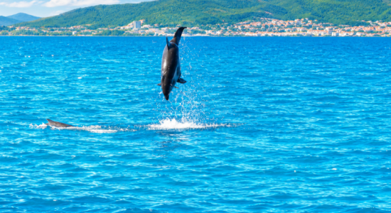 DestinaDupin slika ante